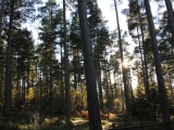 Tn IMG 1743